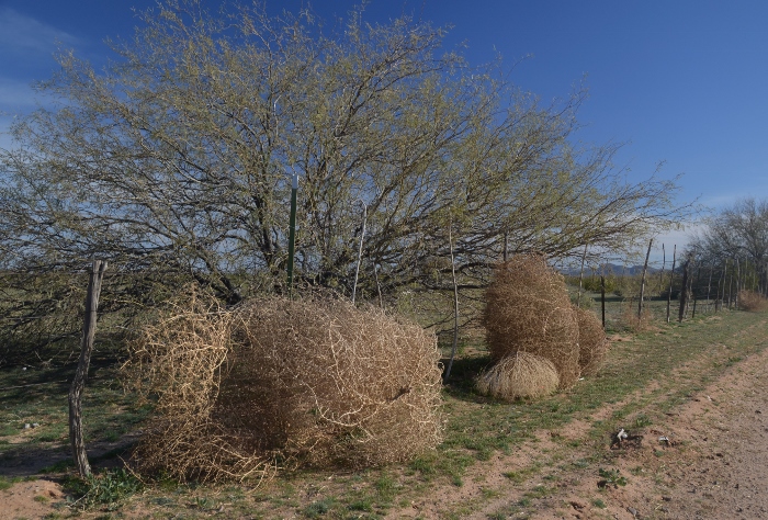 A row of tumbleweed ends its journey against a fence.